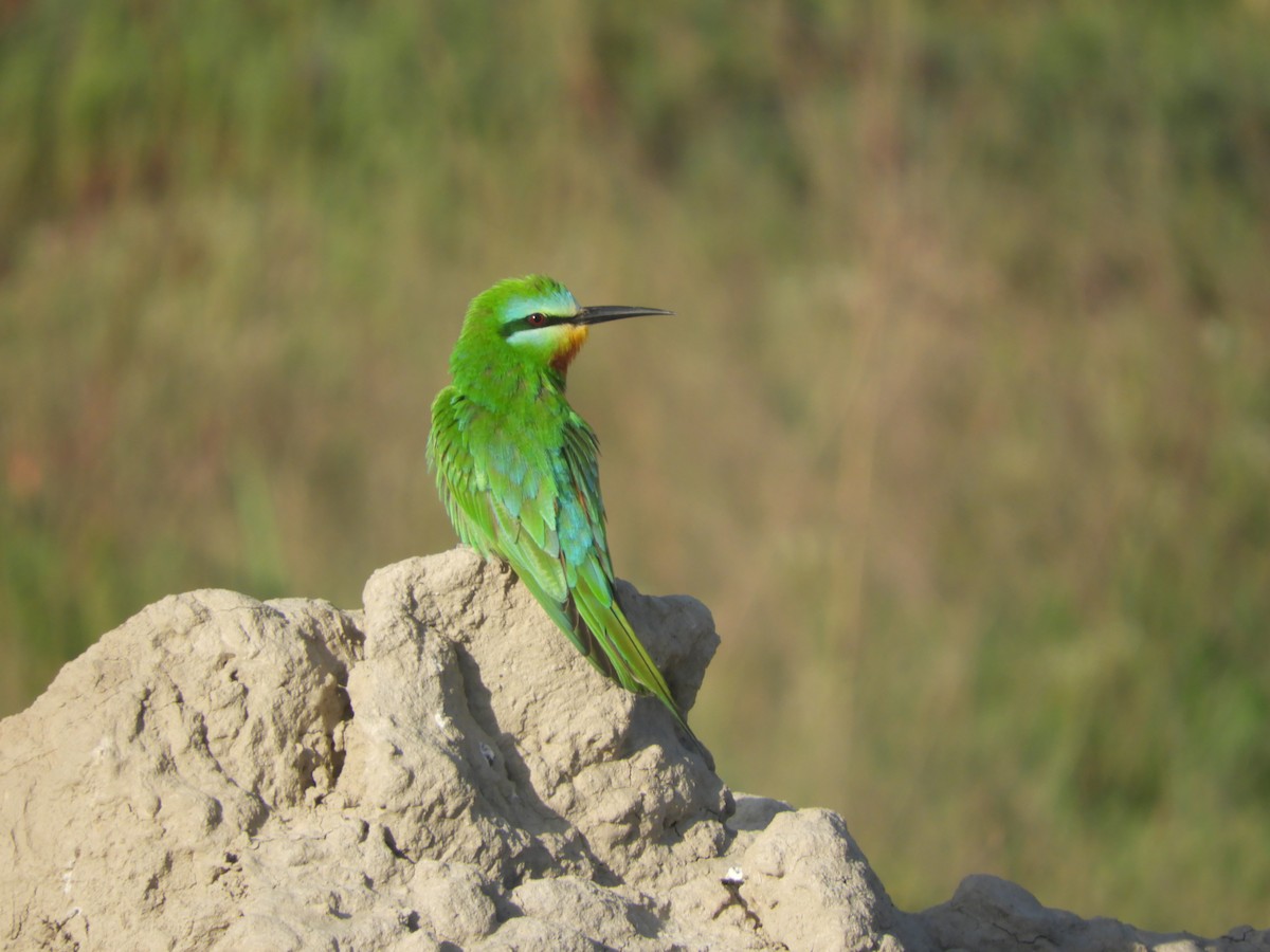 Blue-cheeked Bee-eater - ML619956660