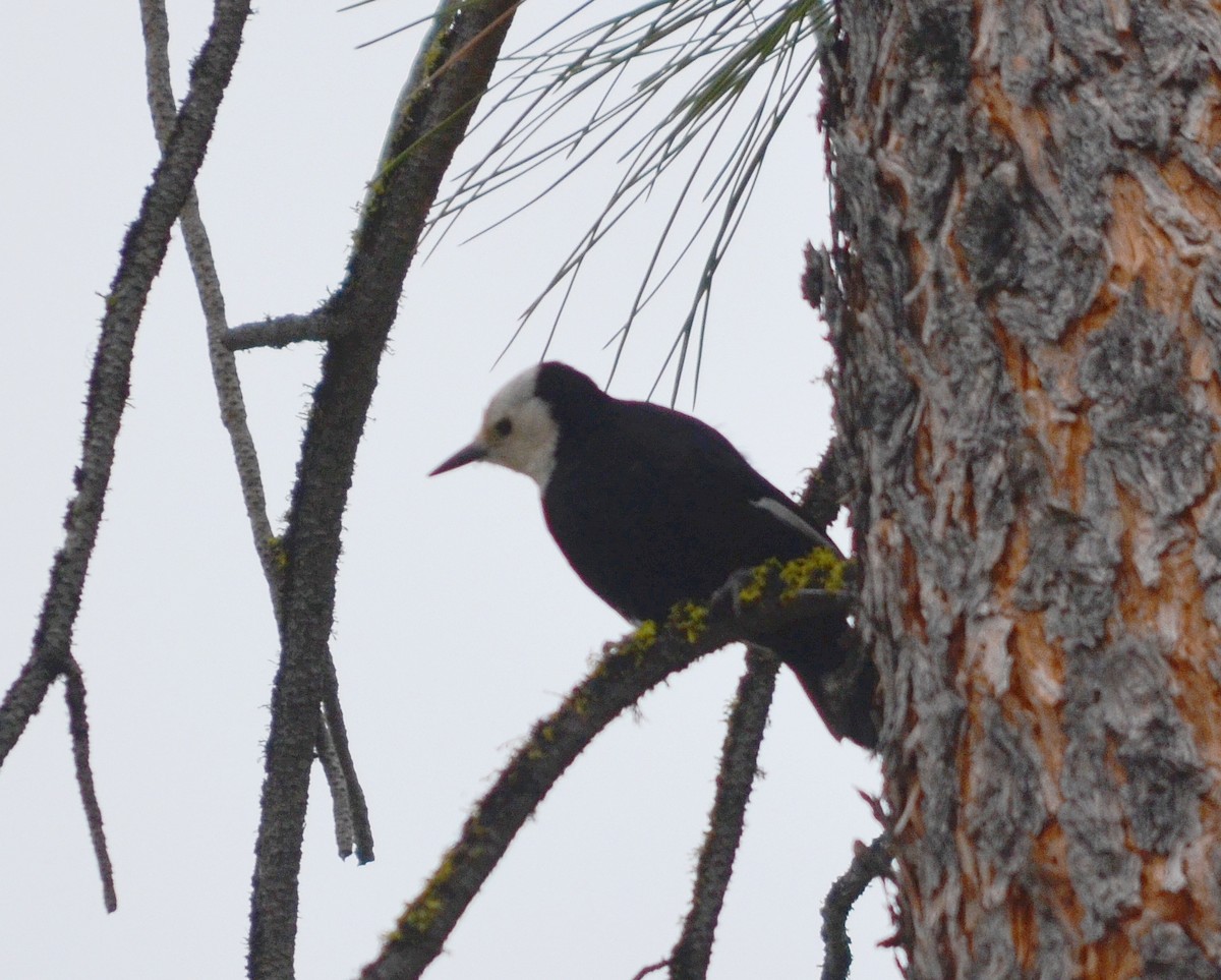 White-headed Woodpecker - ML619956661