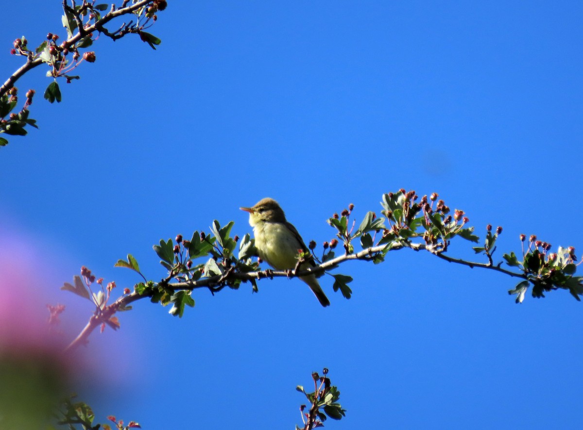 Melodious Warbler - ML619956681