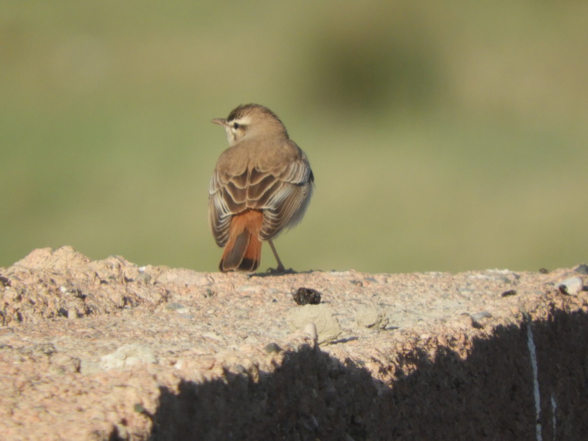 Rufous-tailed Scrub-Robin - Jonathan Hecke