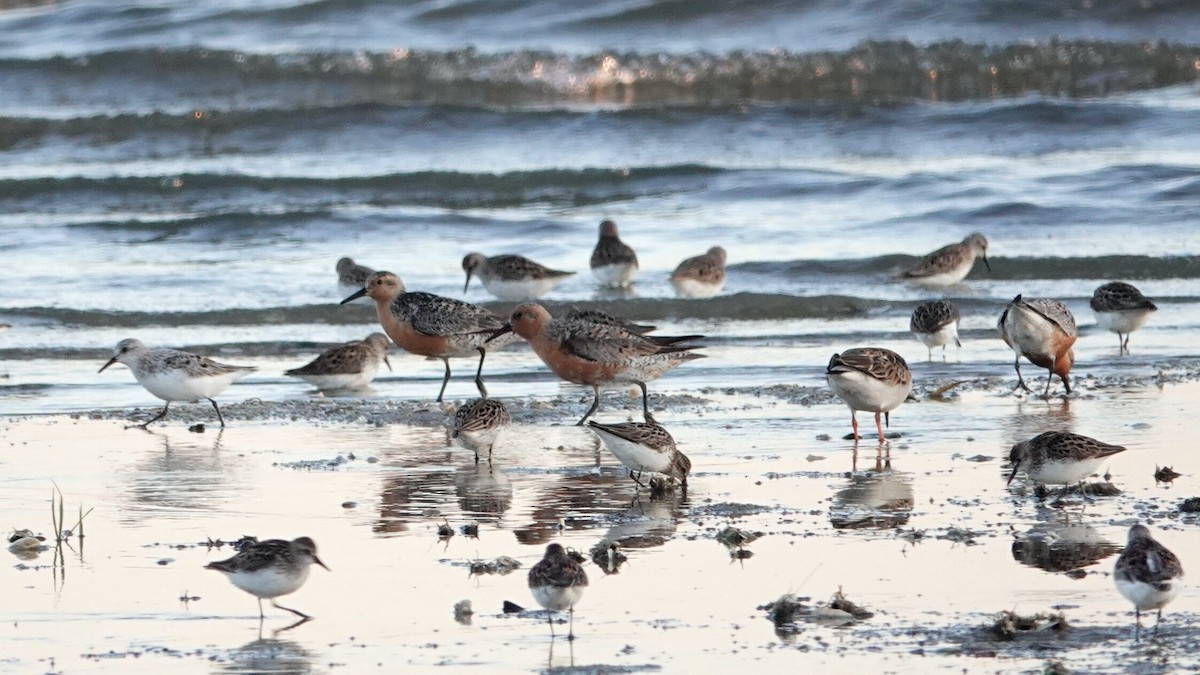 Red Knot - ML619956692
