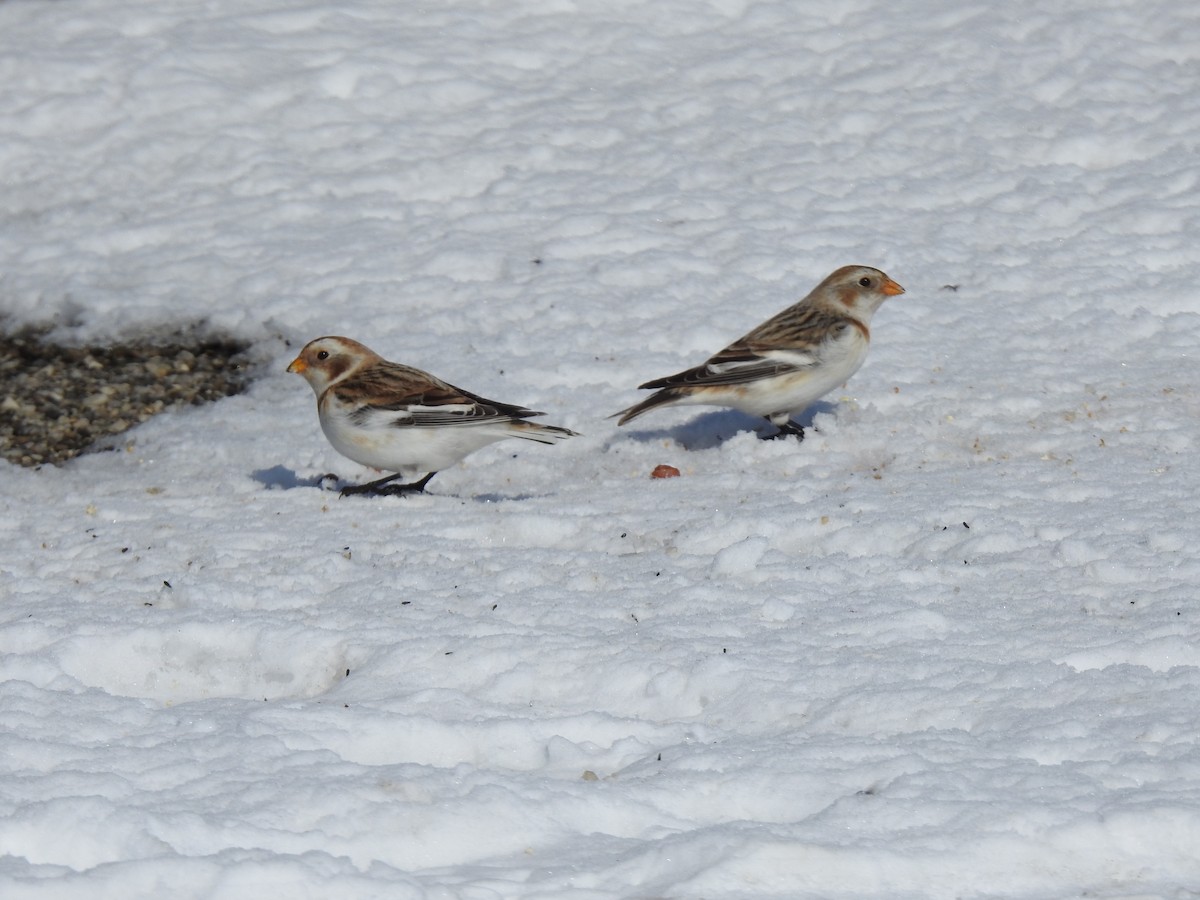 Snow Bunting - ML619956693