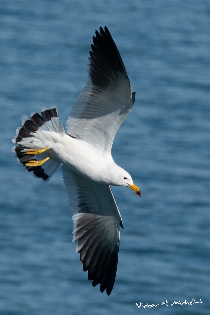 Gaviota Cangrejera - ML619956697