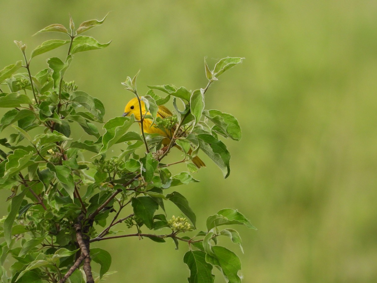 Yellow Warbler - ML619956701