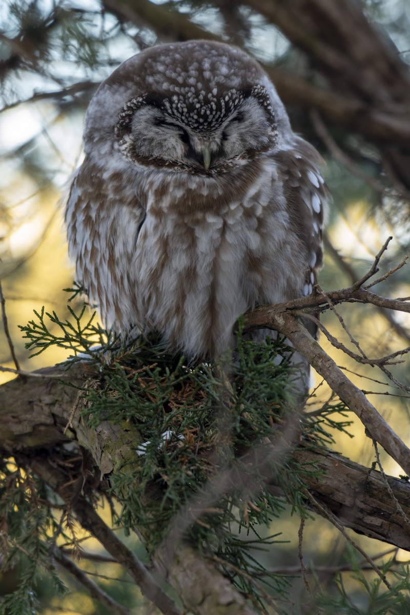Boreal Owl - ML619956714