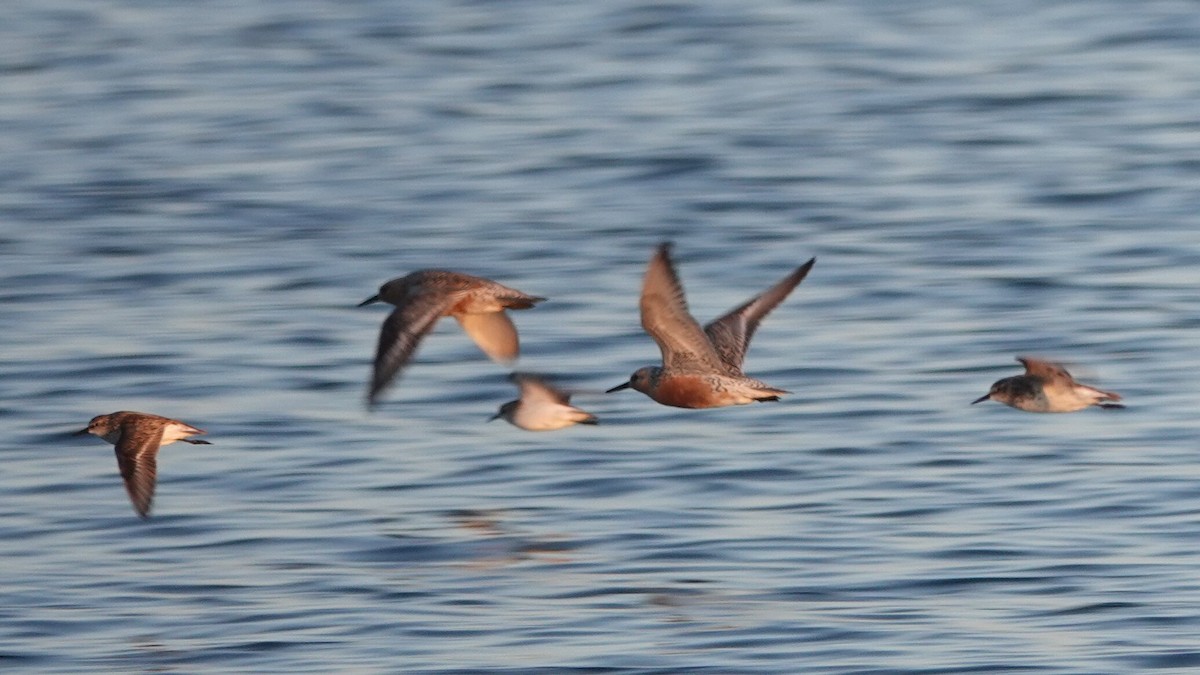 Red Knot - ML619956715