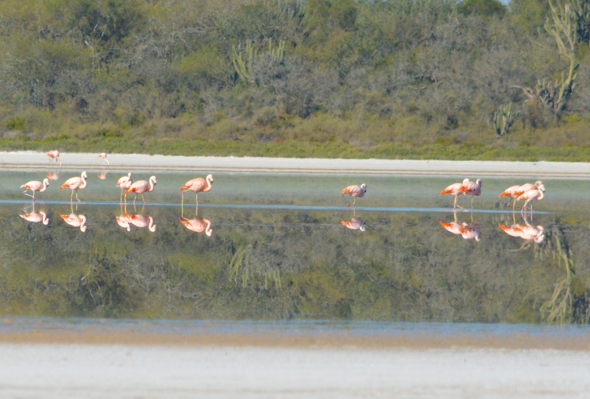 Şili Flamingosu - ML619956730