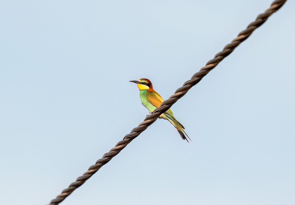 European Bee-eater - ML619956733