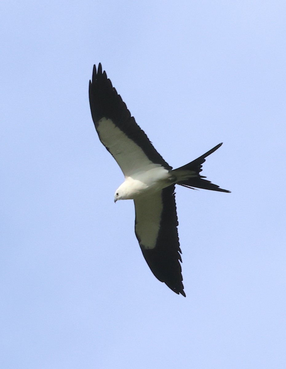 Swallow-tailed Kite - ML619956739