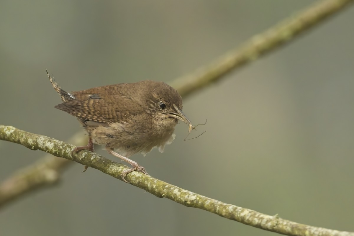 hussmett - ML619956758