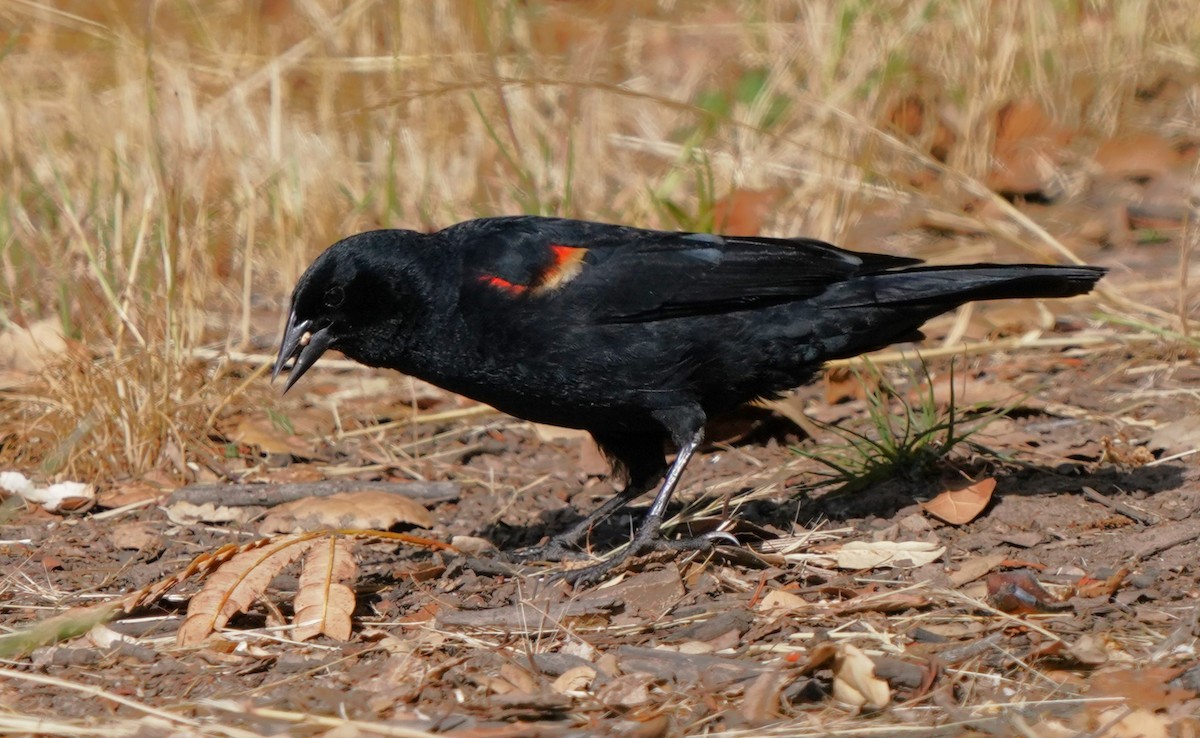 Red-winged Blackbird - ML619956774