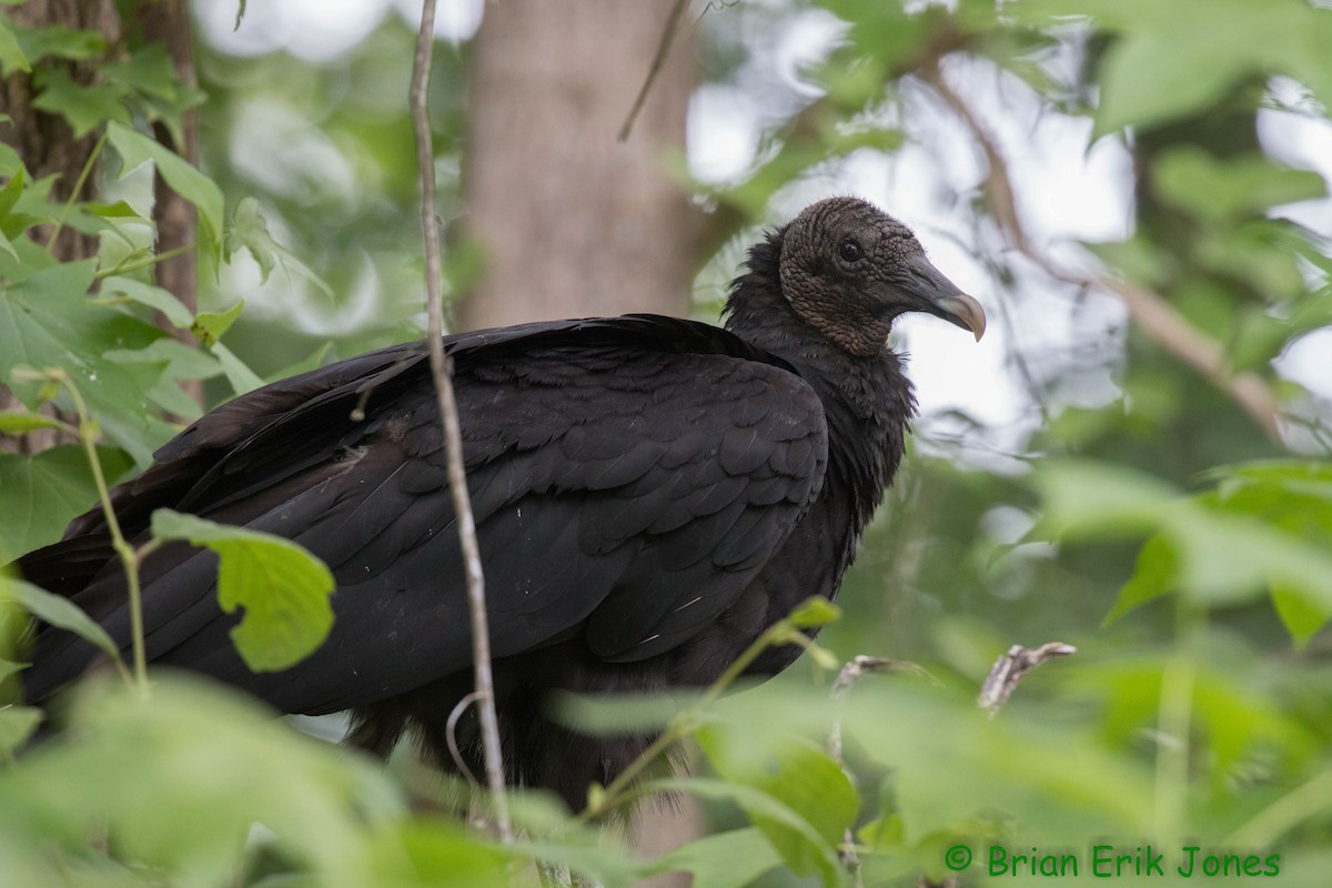 Black Vulture - ML619956781