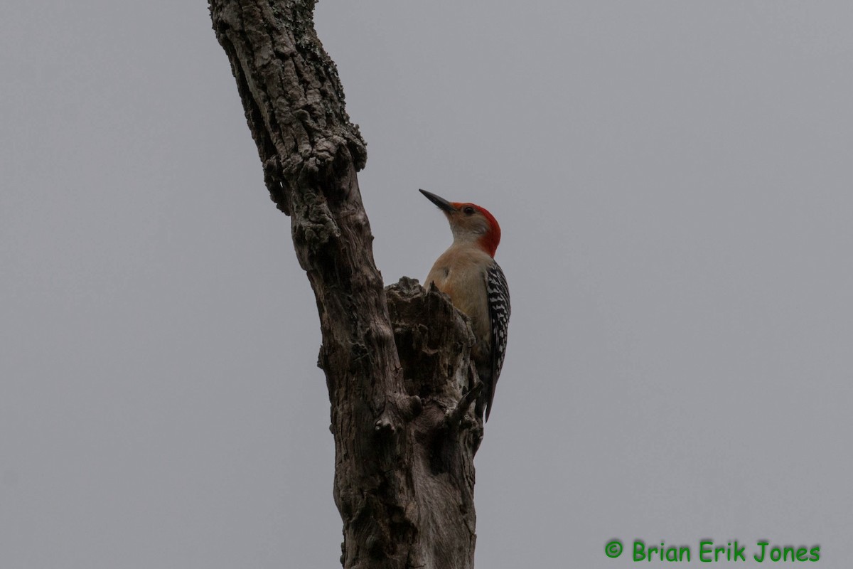 Red-bellied Woodpecker - ML619956782