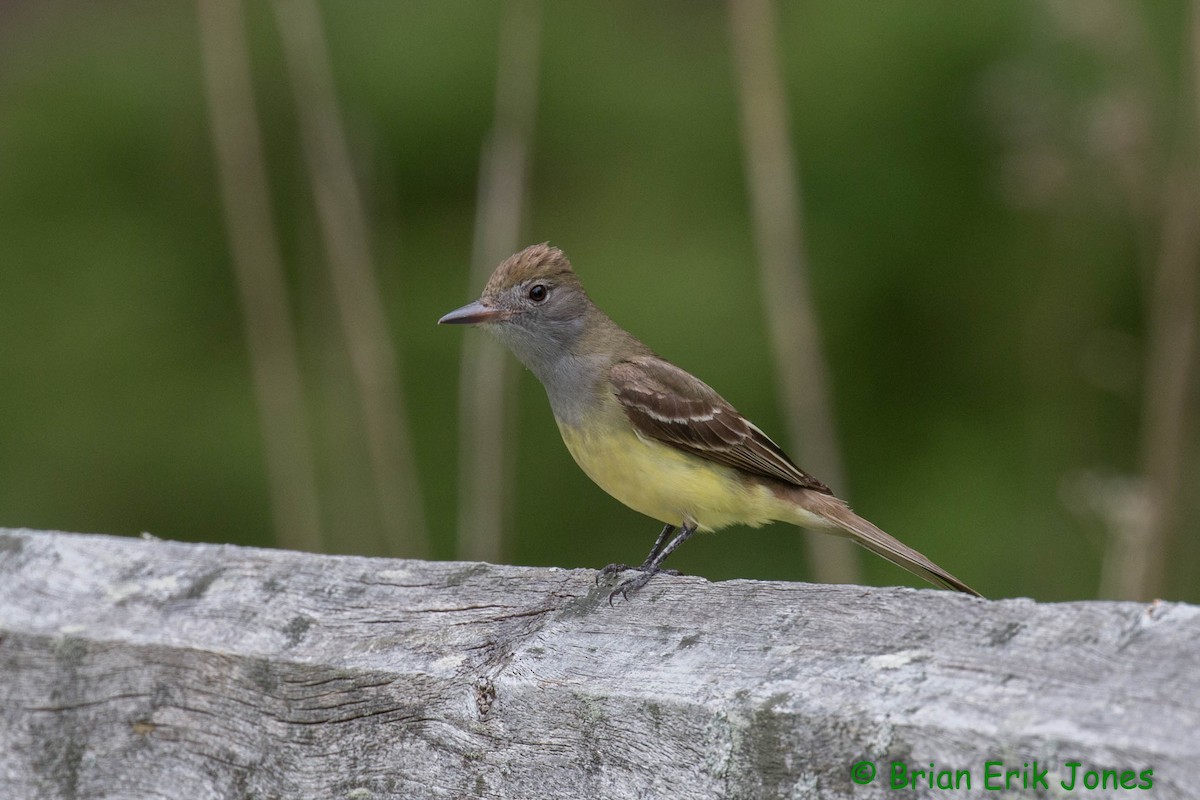 Great Crested Flycatcher - ML619956795