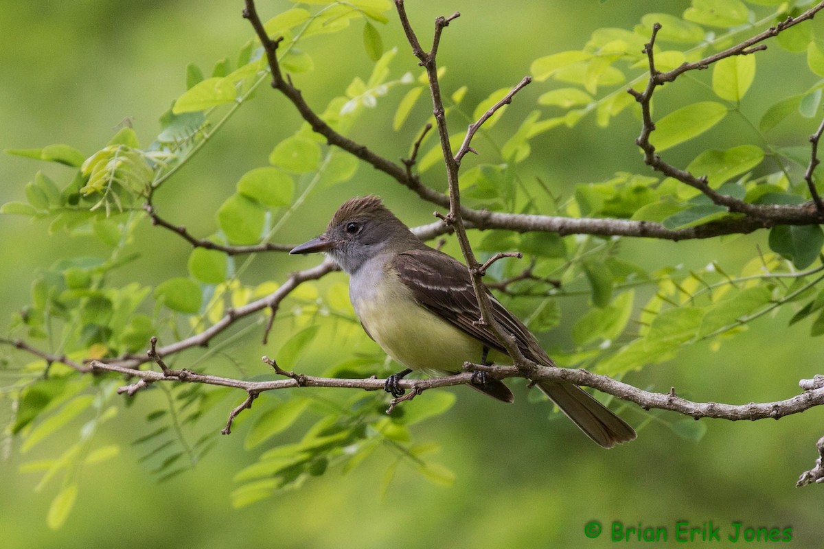 Great Crested Flycatcher - ML619956796