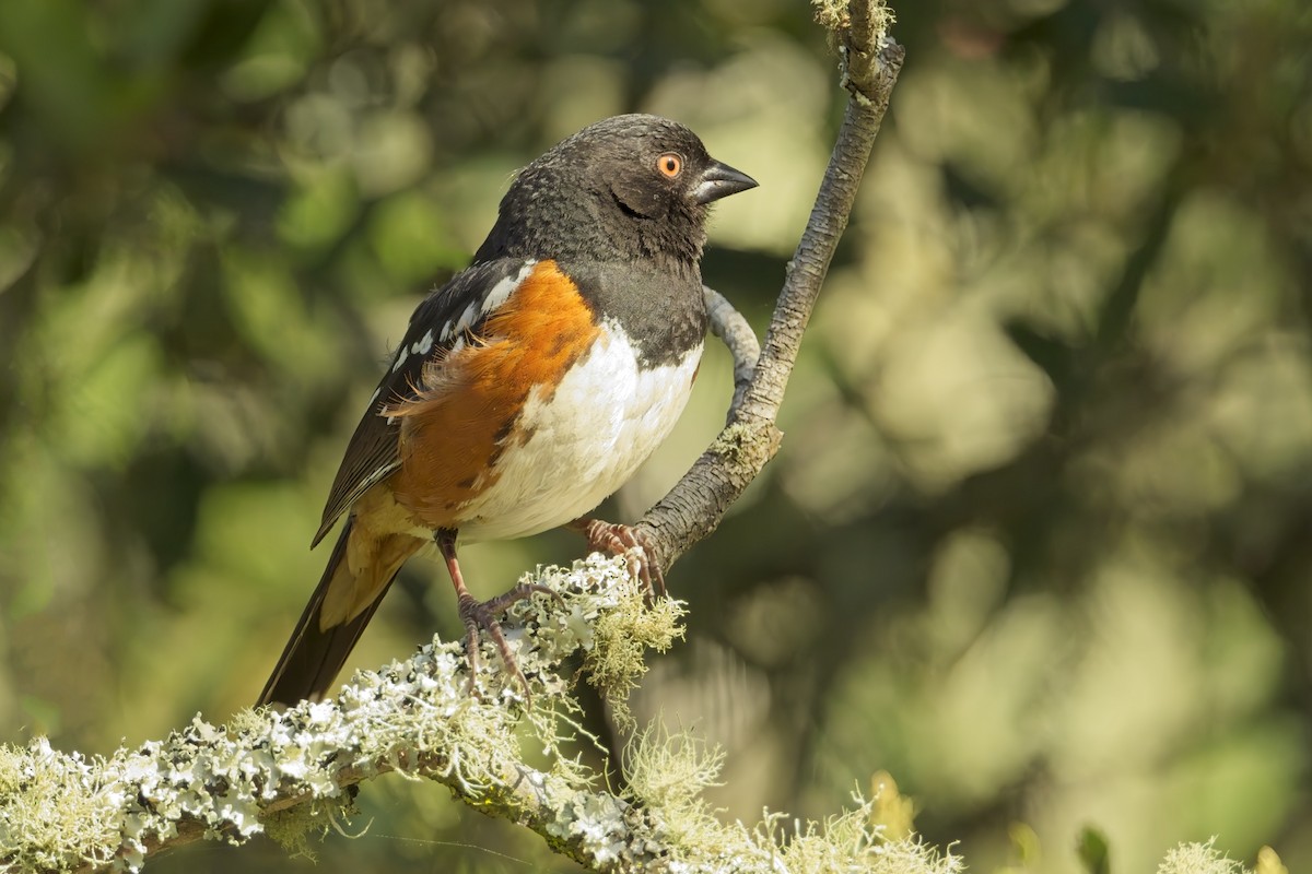 flekktovi - ML619956797