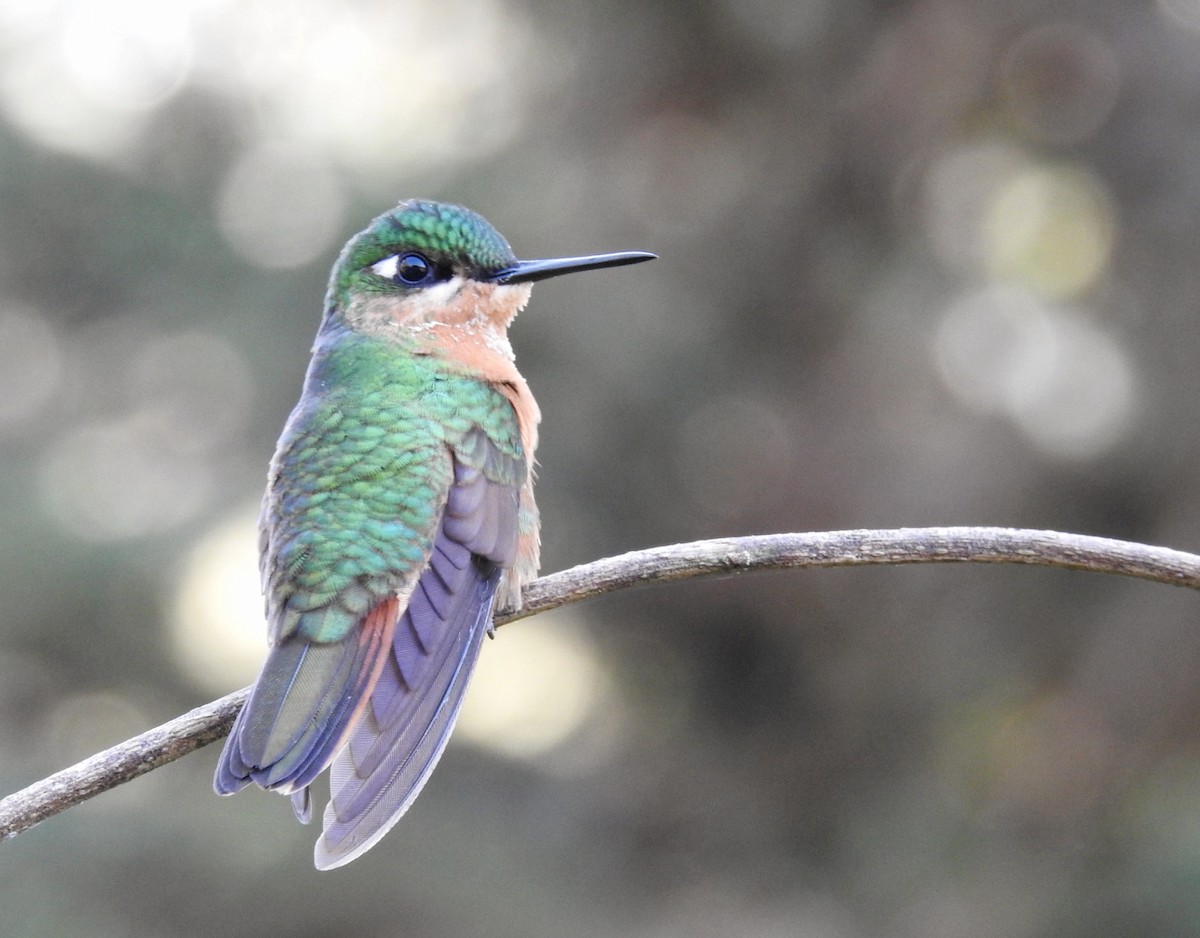kolibřík brazilský - ML619956840
