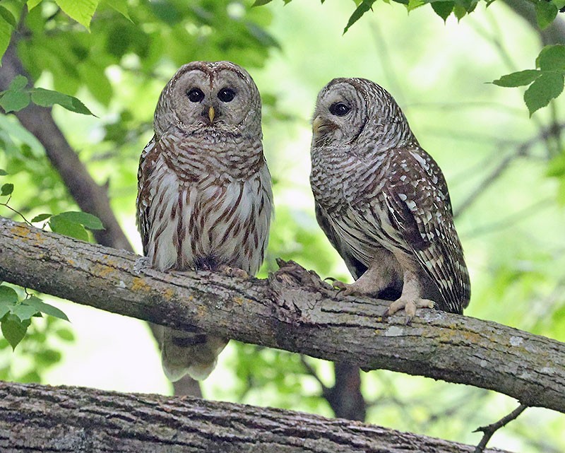 Barred Owl - Wilson Hum