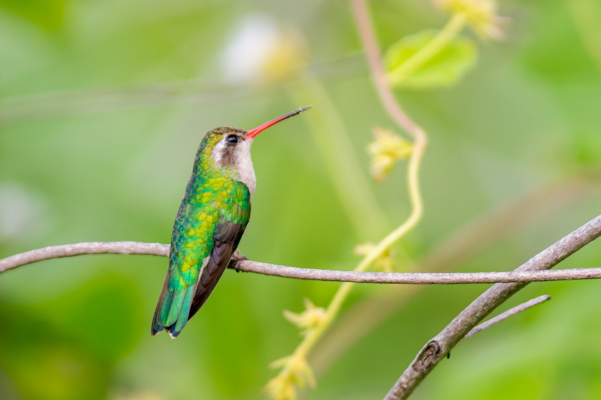 kolibřík lesklobřichý - ML619956874