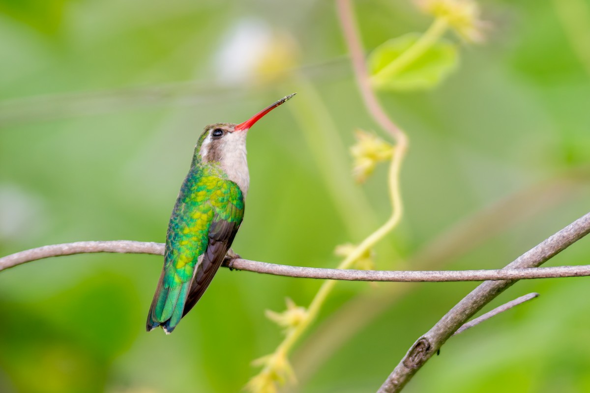 kolibřík lesklobřichý - ML619956875