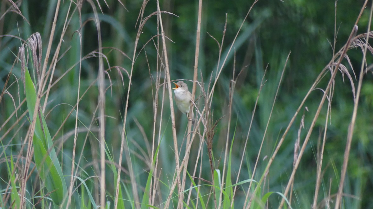 Marsh Warbler - ML619956876