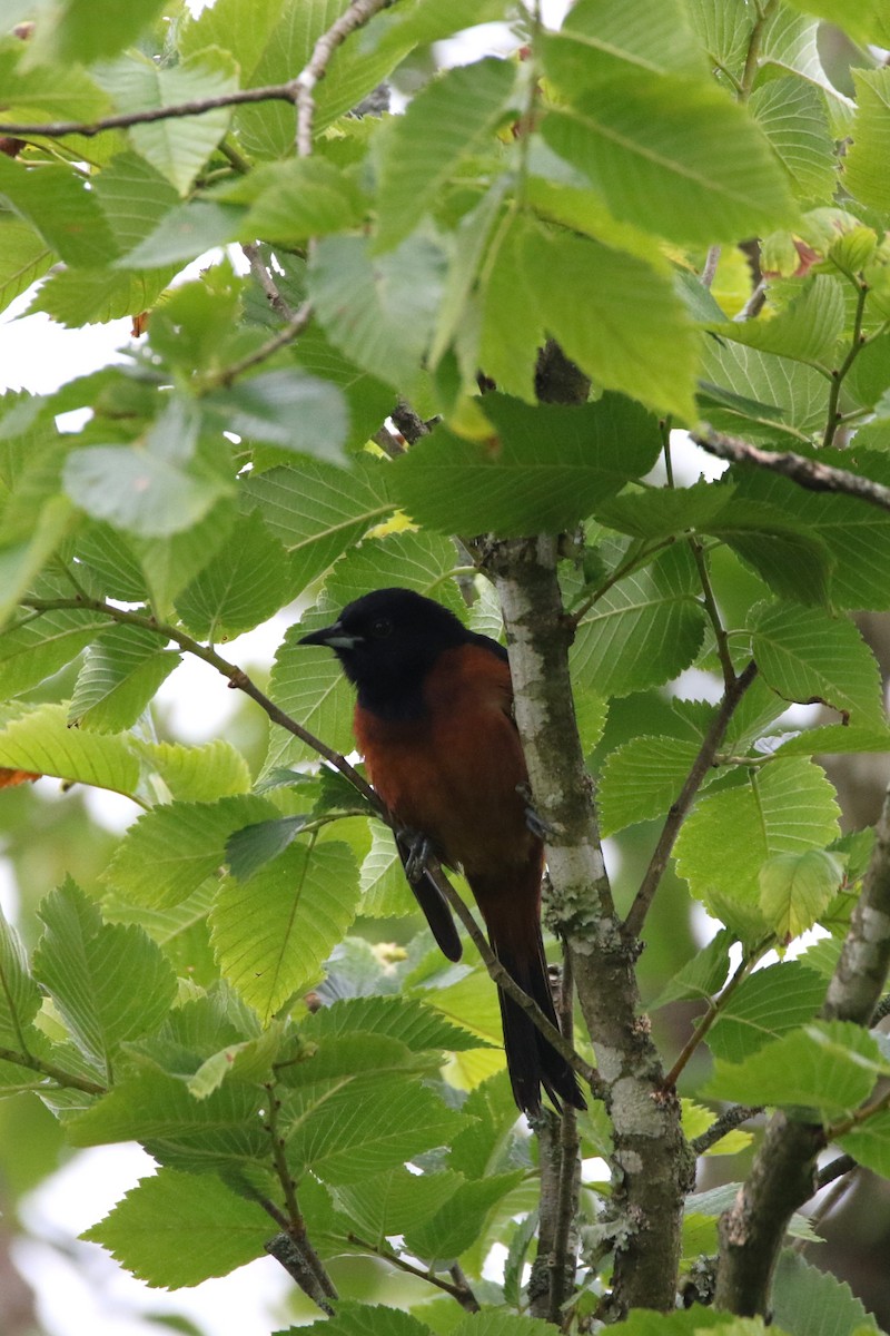 Orchard Oriole - ML619956881
