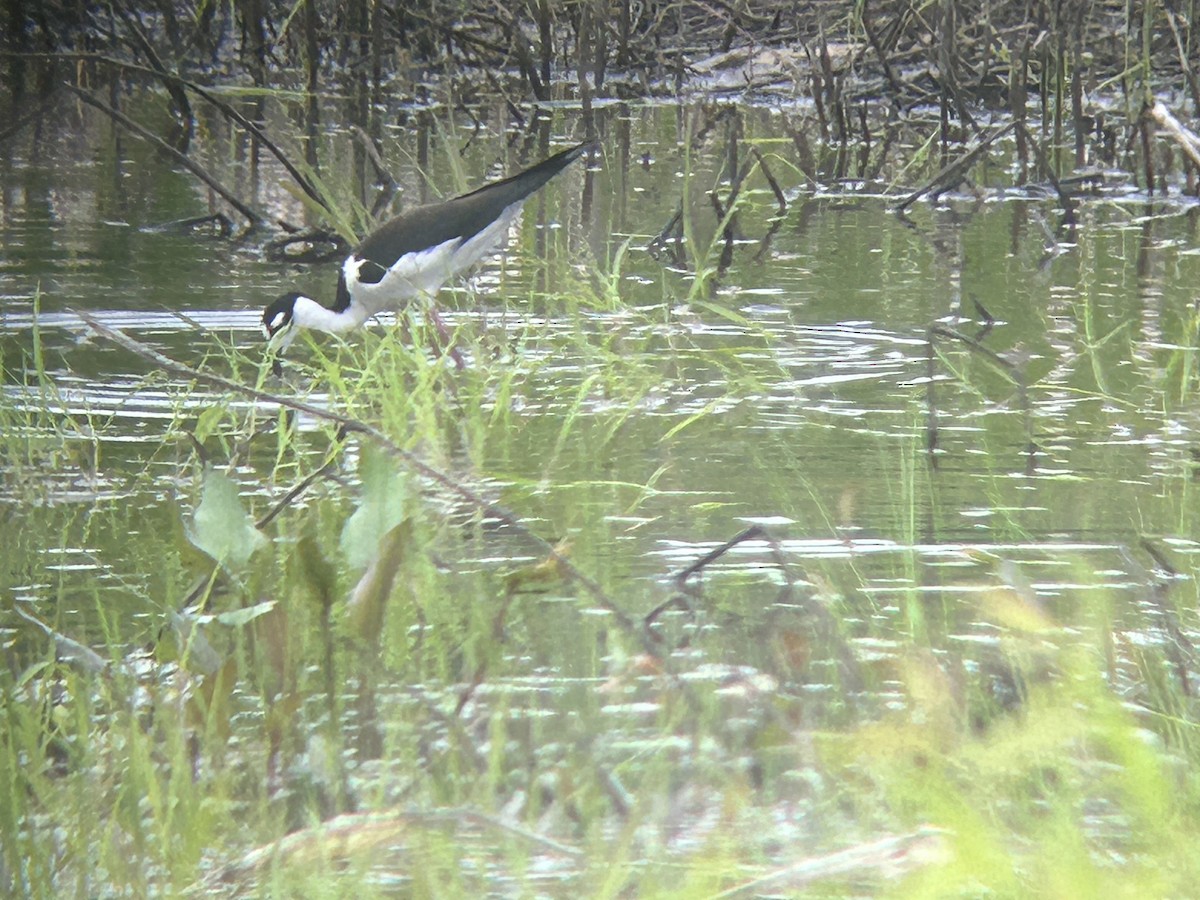 Black-necked Stilt - ML619956901