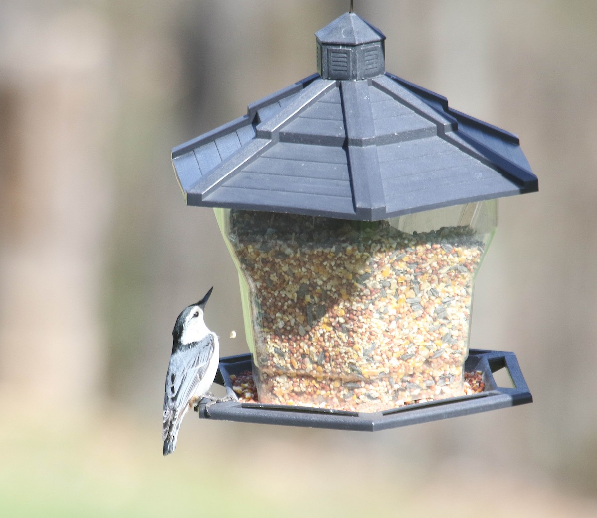 White-breasted Nuthatch - ML619956903