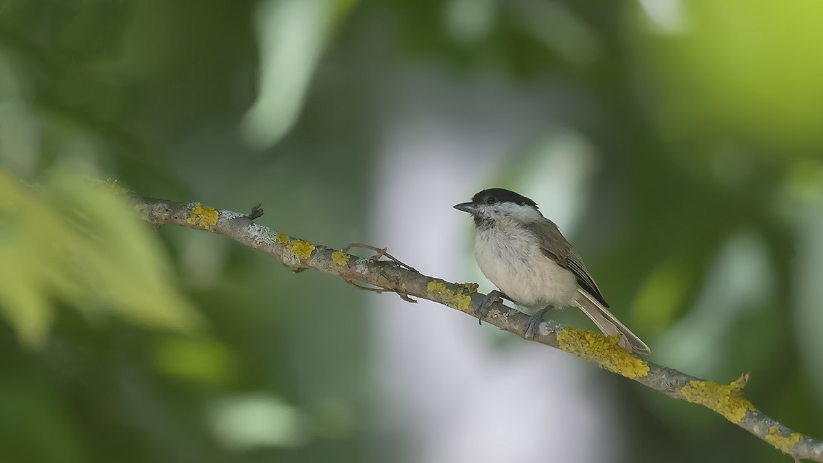 Marsh Tit - ML619956906