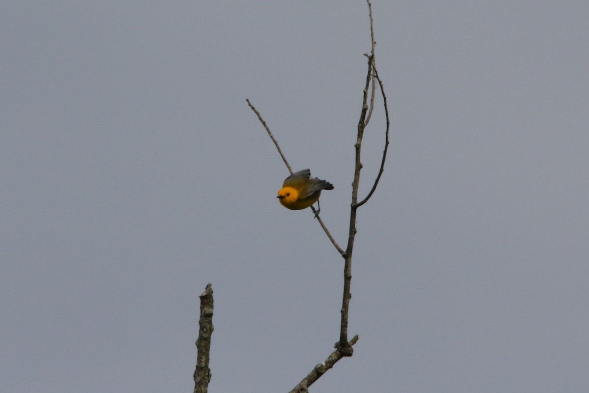 Prothonotary Warbler - ML619956917