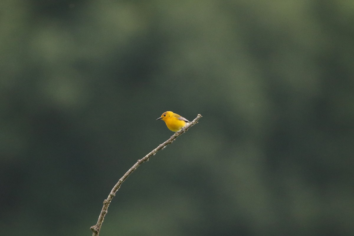 Prothonotary Warbler - ML619956918