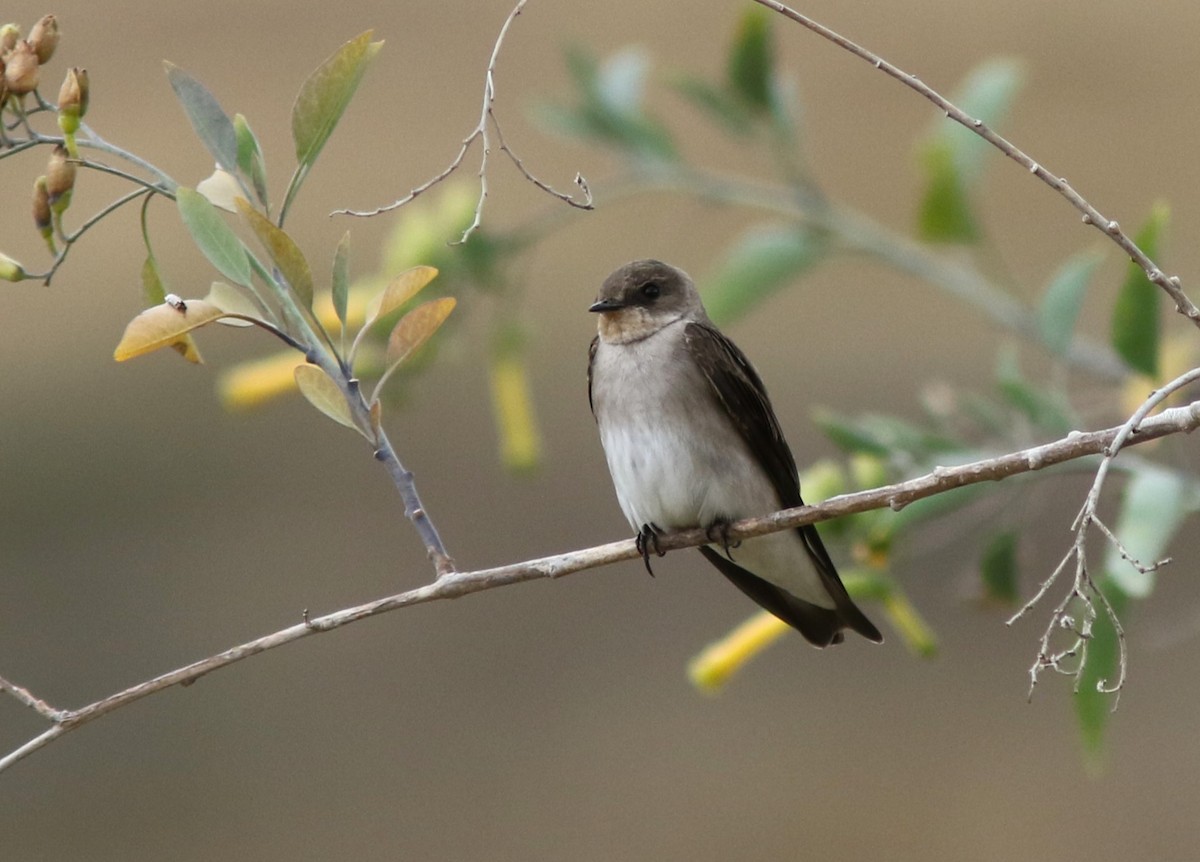 Northern Rough-winged Swallow - ML619956920