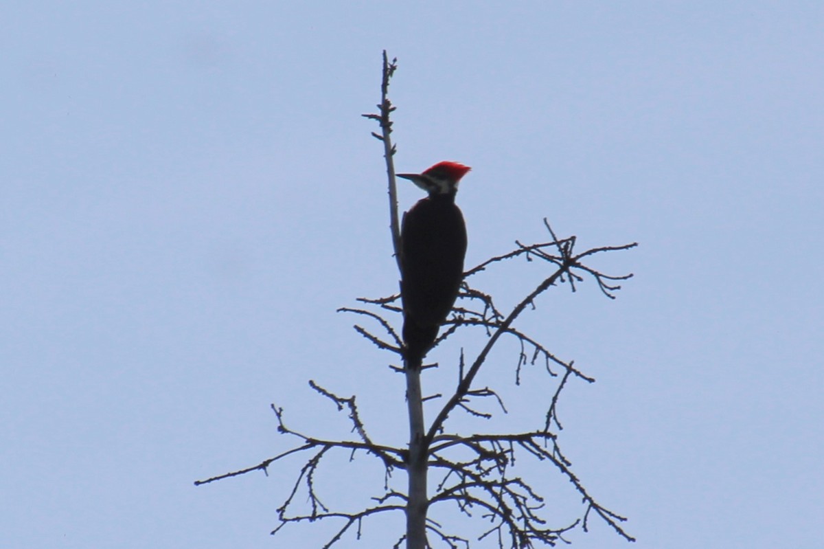 Pileated Woodpecker - ML619956933