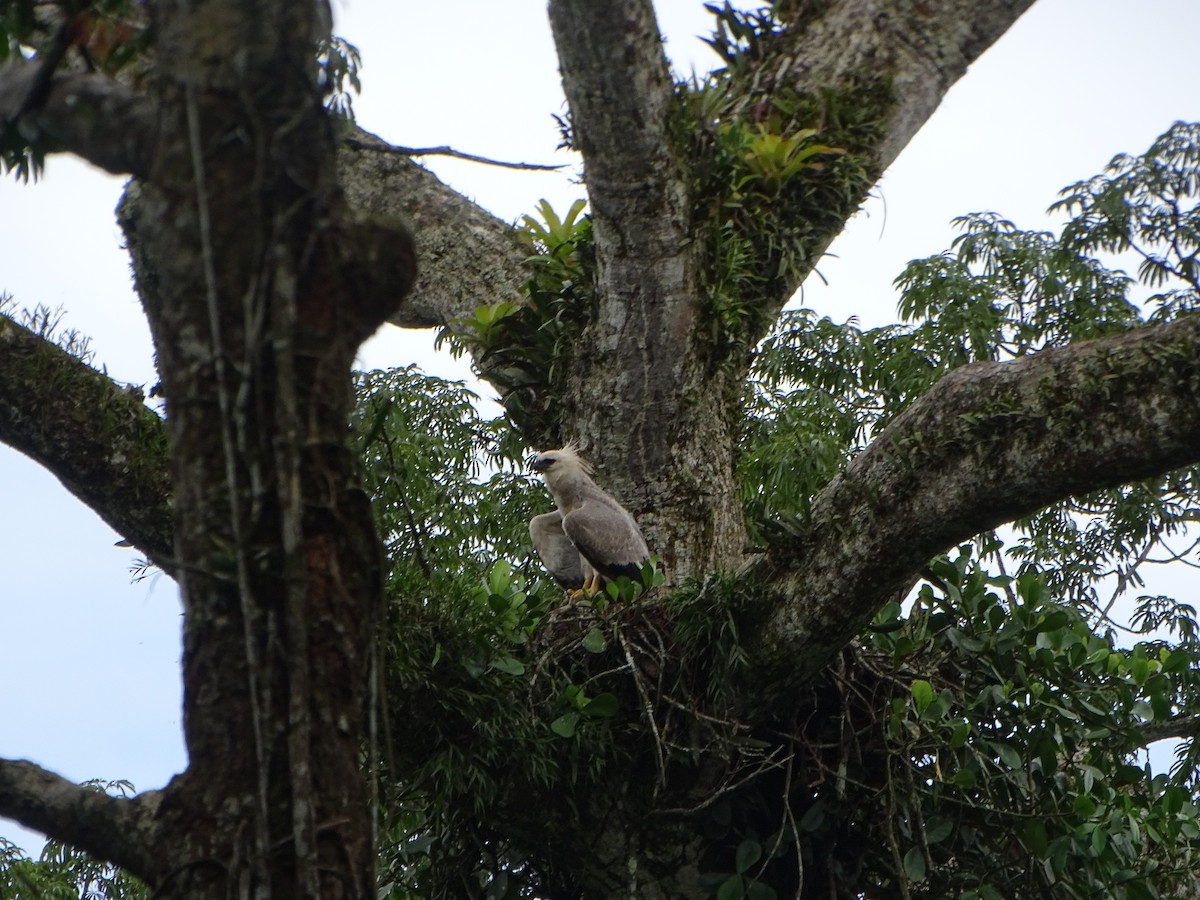 Harpy Eagle - ML619956945