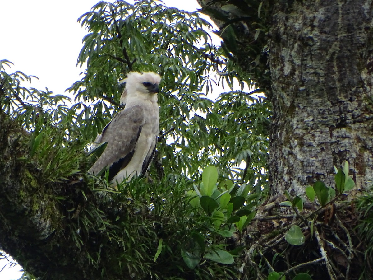 Harpy Eagle - ML619956947