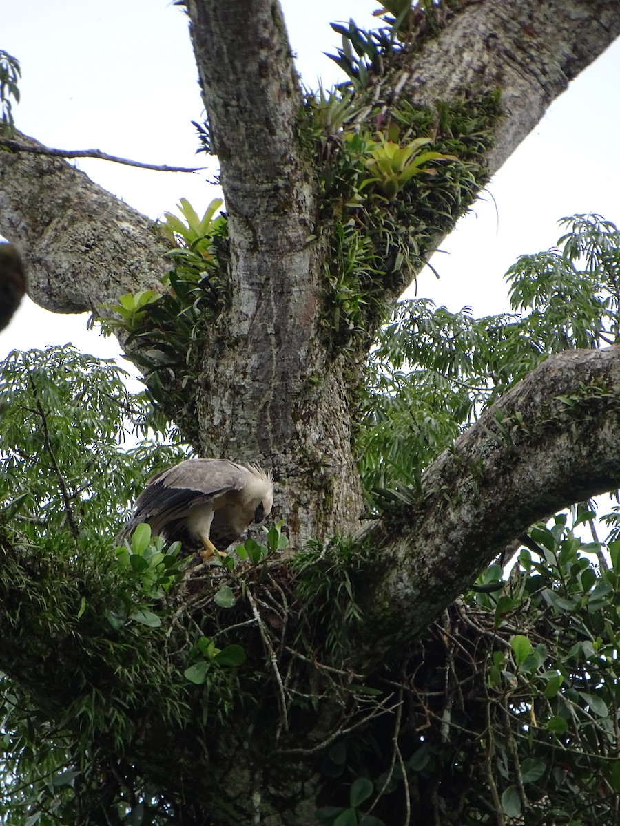 Harpy Eagle - ML619956950