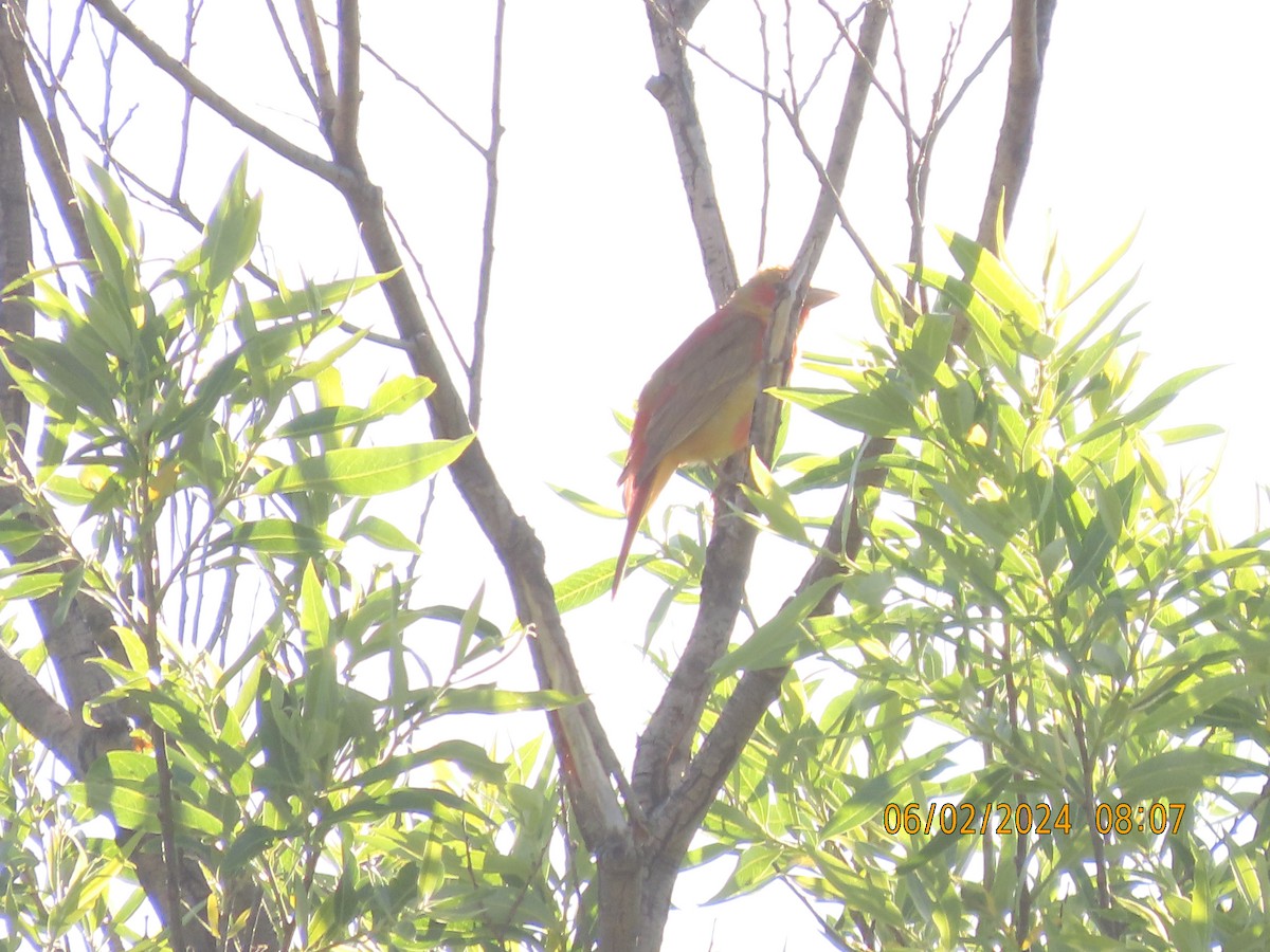 Піранга пломениста - ML619956968