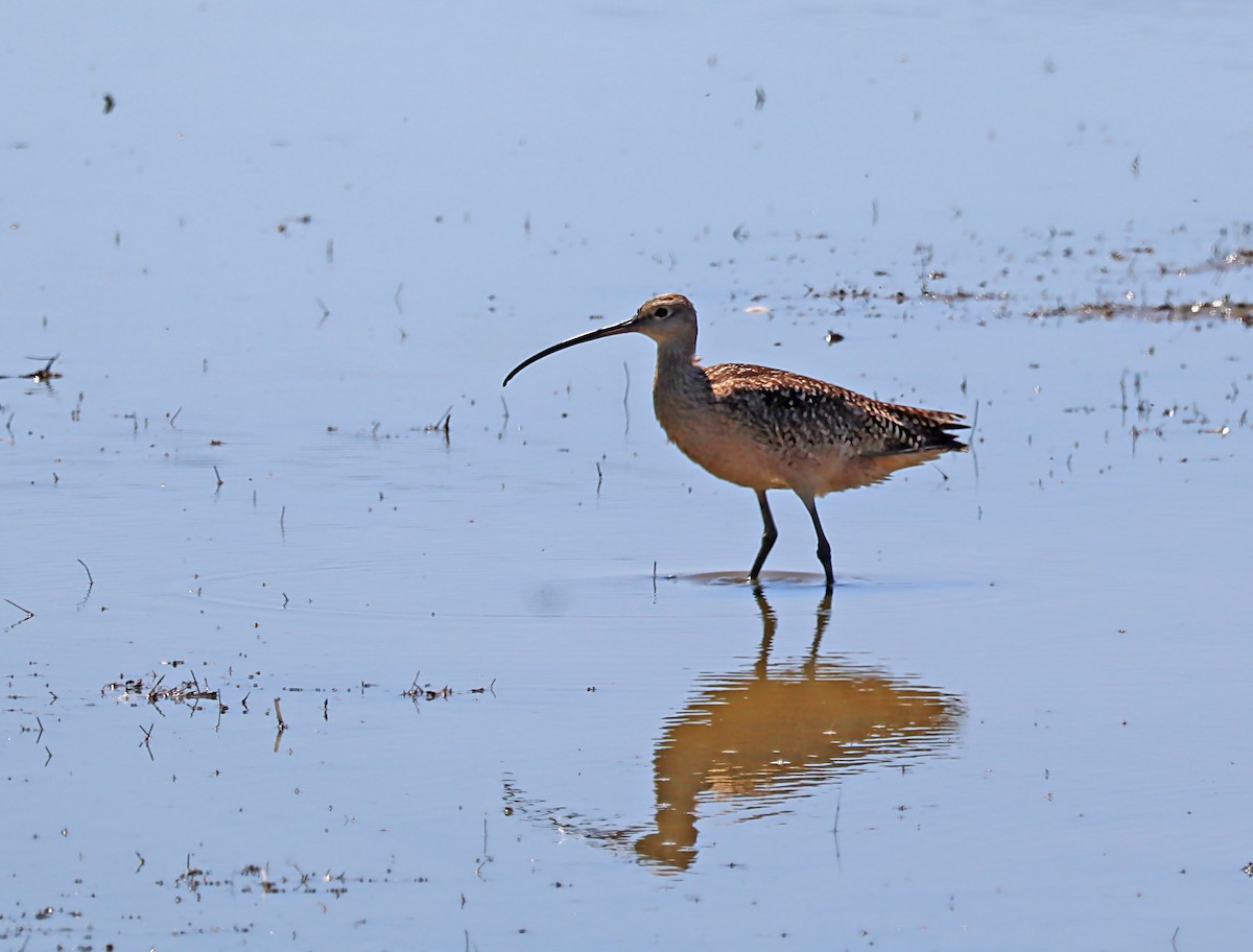 Long-billed Curlew - ML619956977