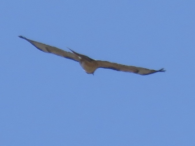 Red-tailed Hawk - ML619956980