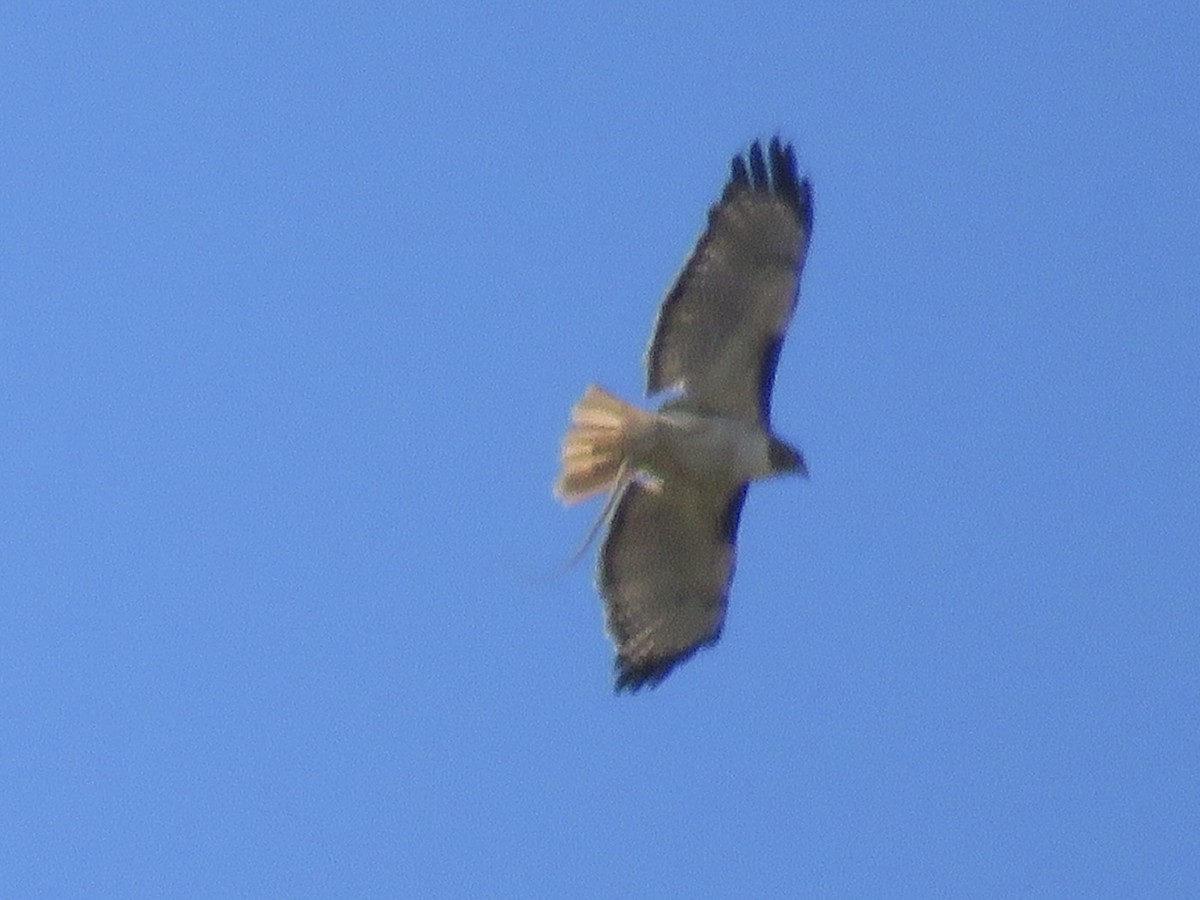 Red-tailed Hawk - ML619956981