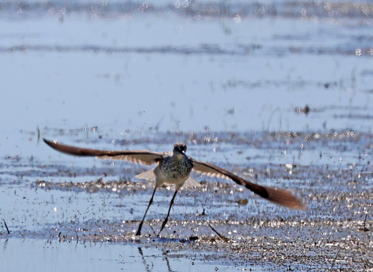 Long-billed Curlew - ML619956985