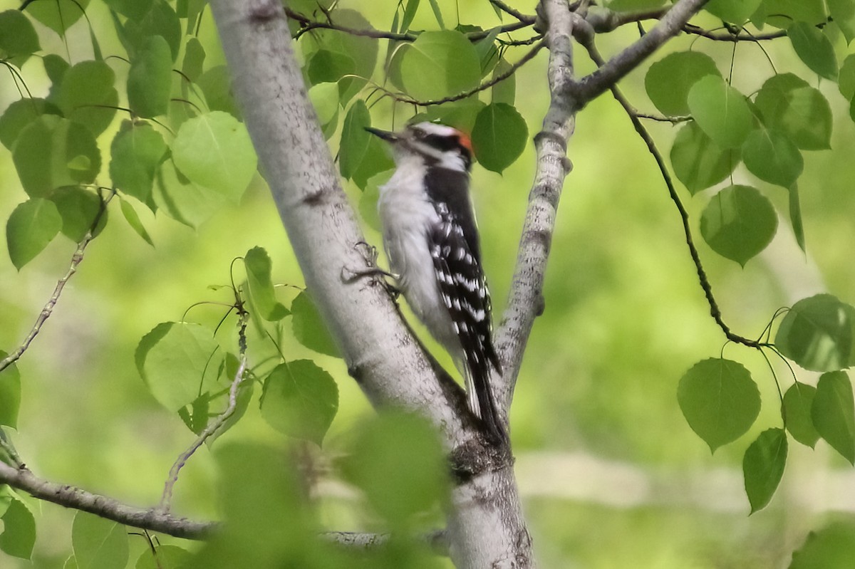 Downy Woodpecker - ML619956990