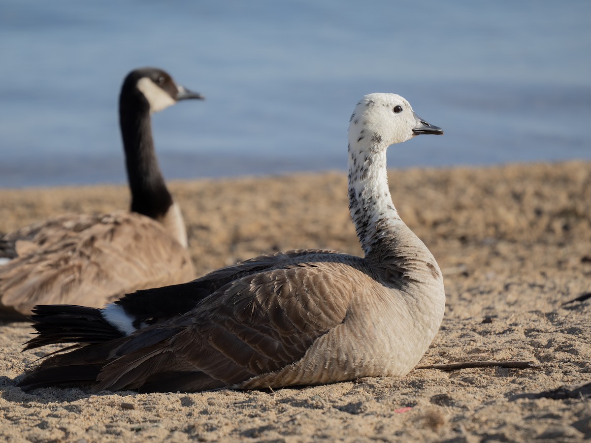 Domestic goose sp. x Canada Goose (hybrid) - Notta Birb