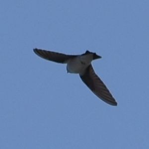 Violet-green Swallow - ML619957021