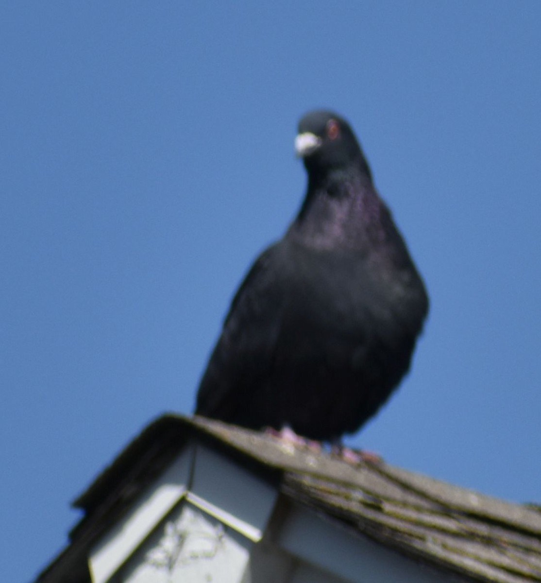 Rock Pigeon (Feral Pigeon) - ML619957027