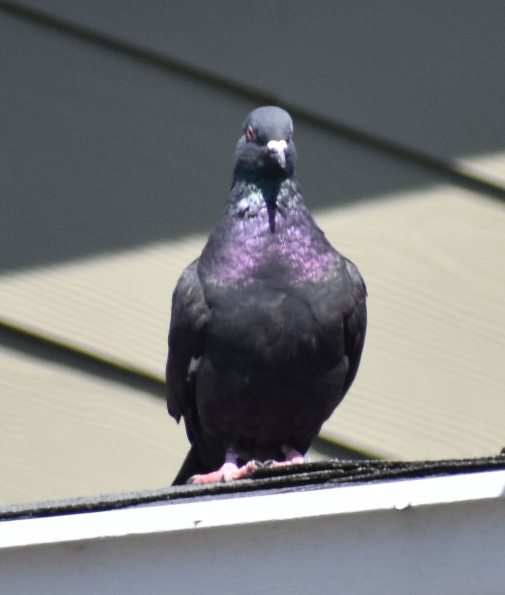 Rock Pigeon (Feral Pigeon) - ML619957028