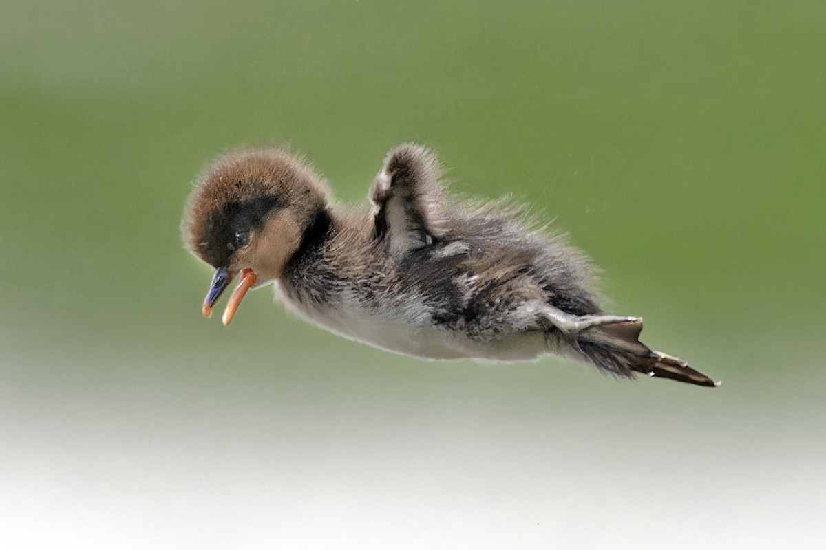 Hooded Merganser - Steve Furcich