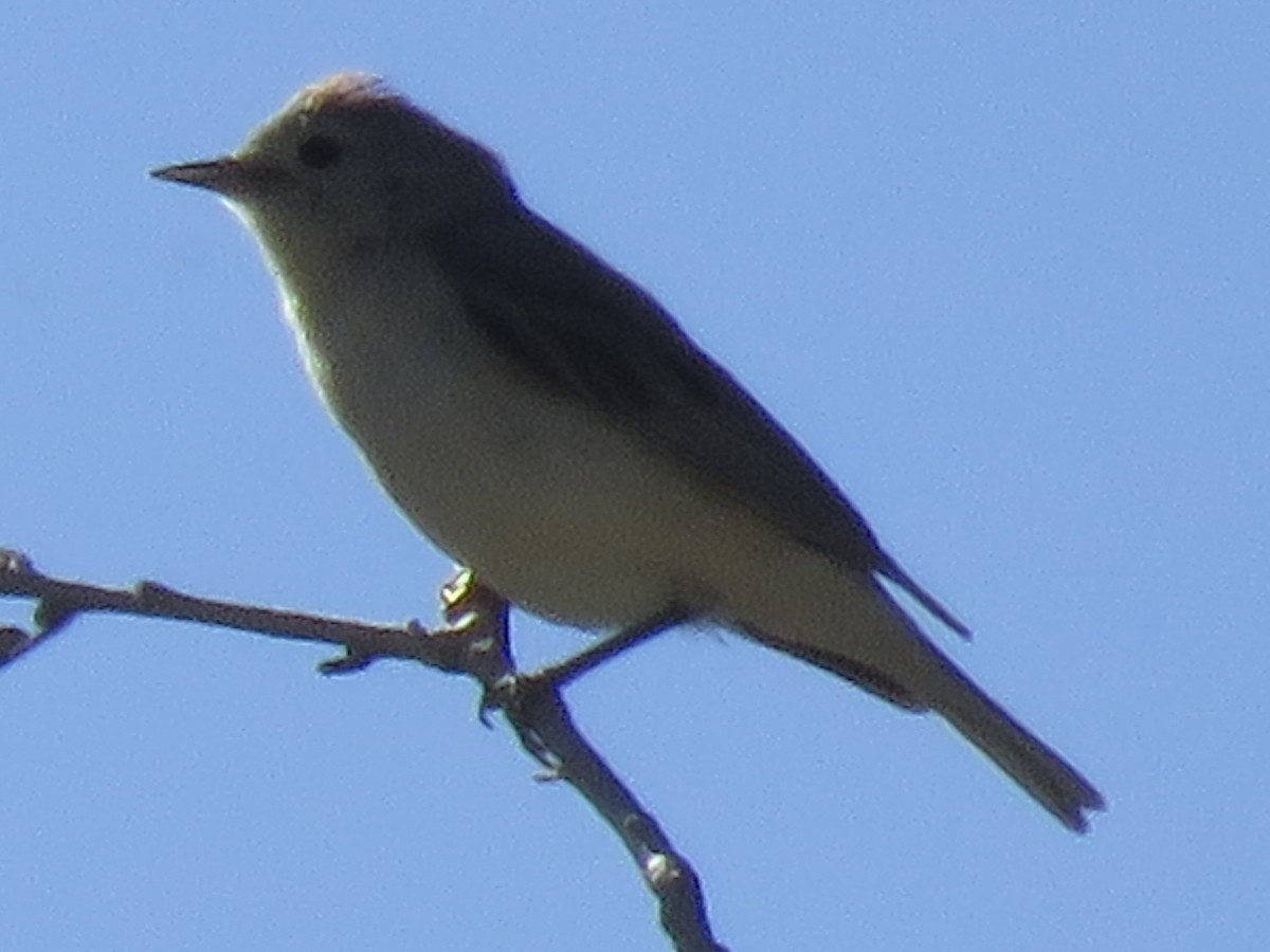 Lucy's Warbler - ML619957082
