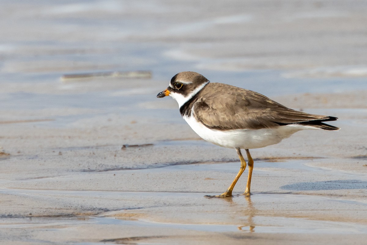 Semipalmated Plover - Robert Wheat