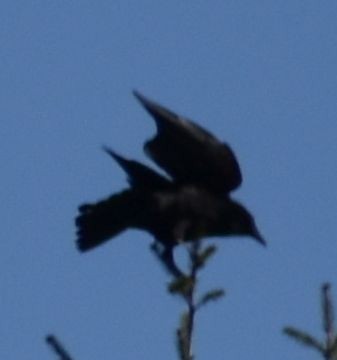 American Crow - ML619957094